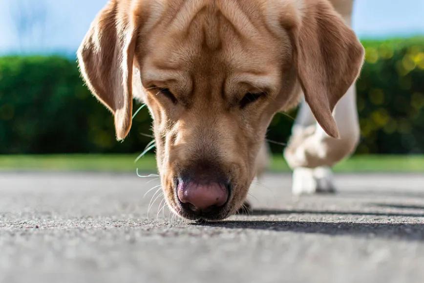 Aumentan los casos de perros intoxicados por restos de drogas en España