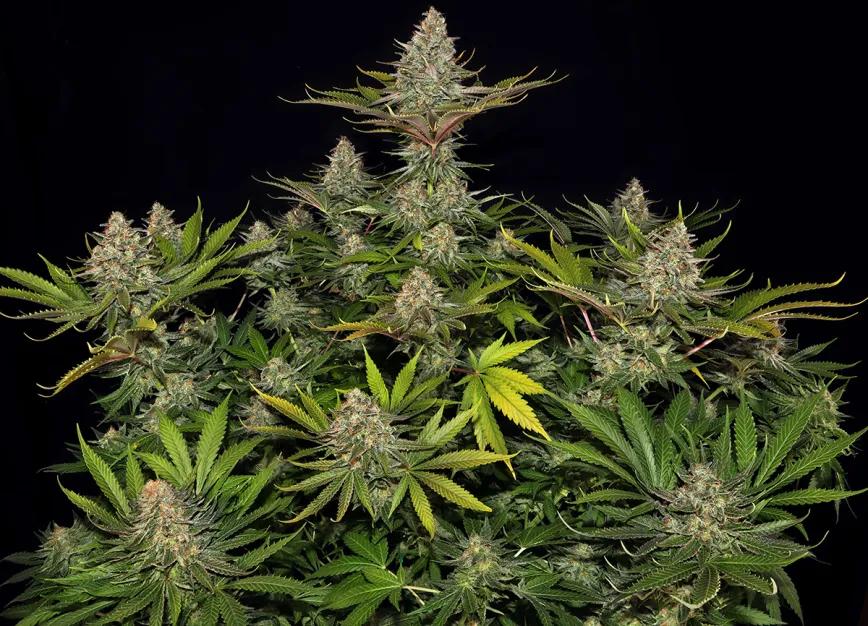 Biscotti Barney's Farm