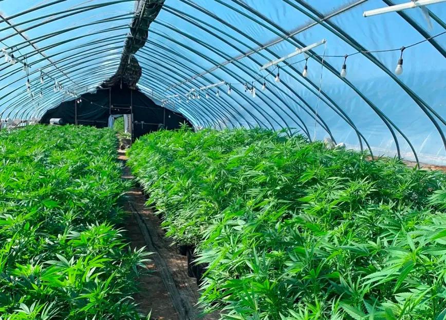 Oklahoma intensifica el control sobre cultivos ilegales de cannabis