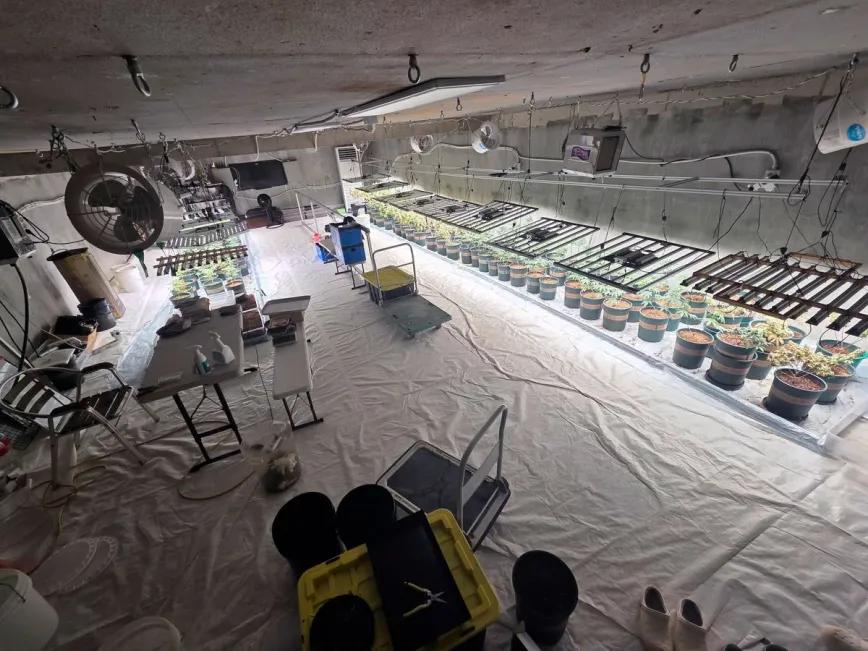 Una granja subvencionada acabó financiando cannabis ilegal en Corea del Sur