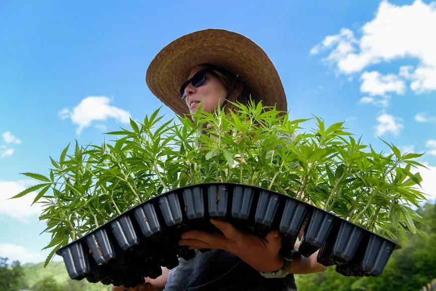 Carolina del Norte endurece el cerco sobre el cáñamo