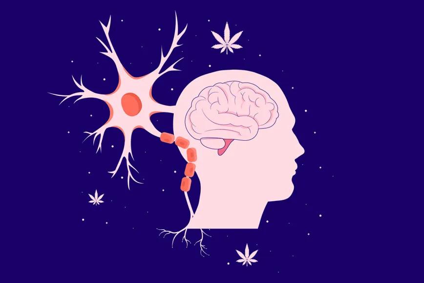El cannabidiol reduce el dolor neuropático central