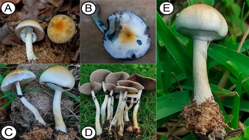 Psilocybe ochraceocentrata