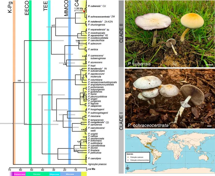 Psilocybe ochraceocentrata