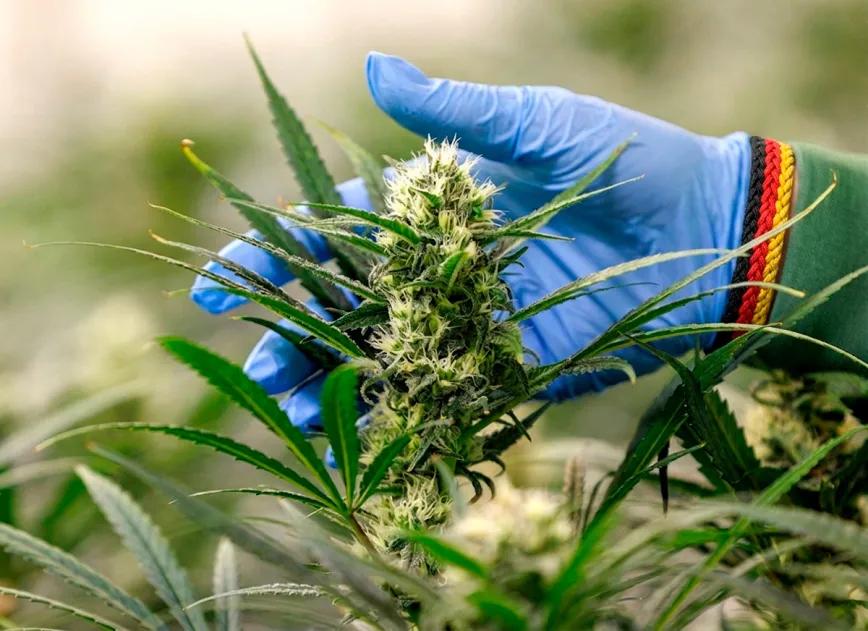 Alemania consolida sus asociaciones de cultivo de cannabis