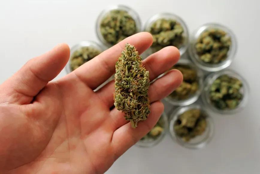 Un cogollo seco puede humedecerse, pero no rejuvenecer