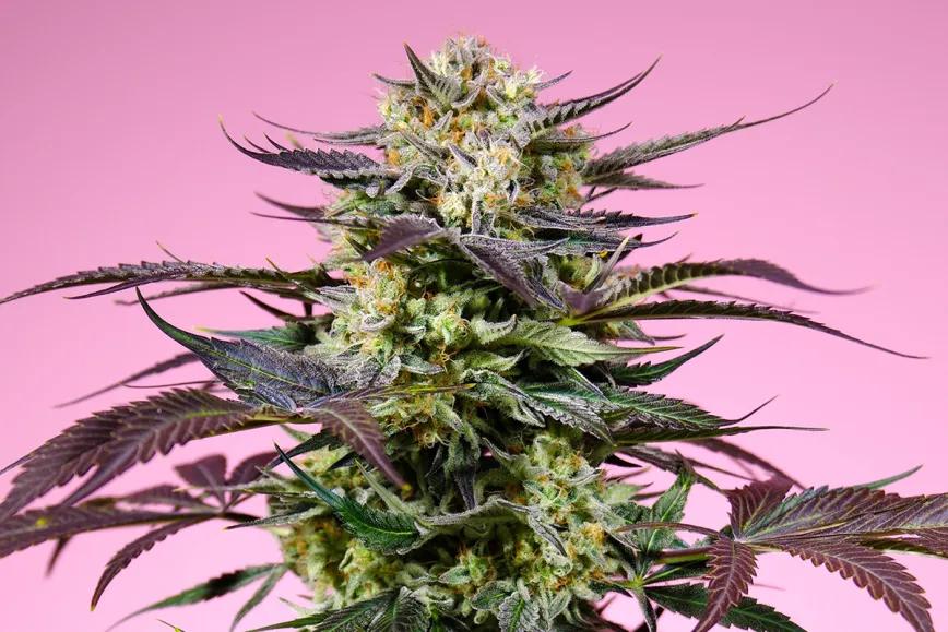 Análisis técnico de los nuevos clones USA - Gelonade SWS123