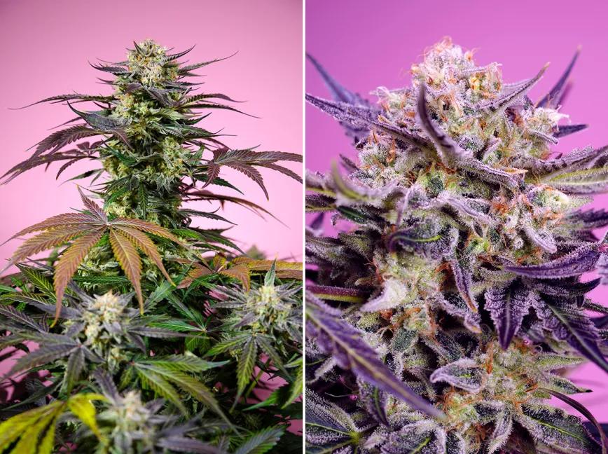 Gelonade y Pink Guava