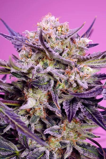 Pink Guava F1 Fast Version® (SWS124)