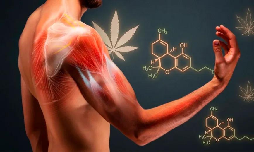 Cannabidiol para la recuperación muscular