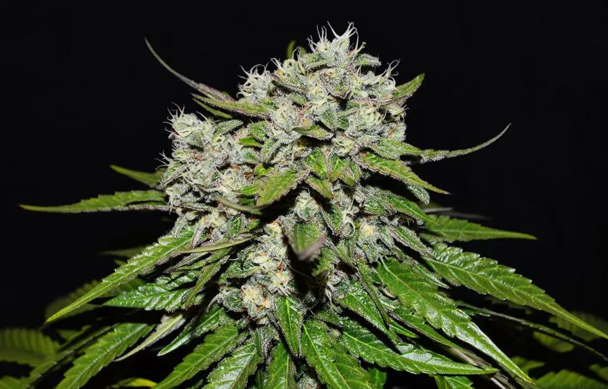 Neville’s Rose Auto de Delicious Seeds 