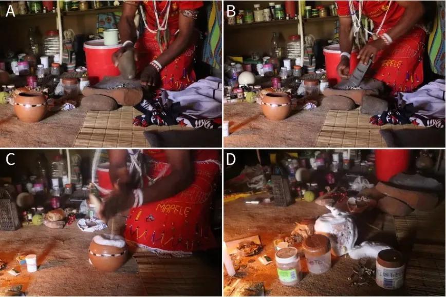  Producción de sethoto a base de psilocibina. (A) Un curandero (SL) muele P. maluti , D. cooperi y otros ingredientes hasta obtener un polvo fino. (B) SL raspa las escamas del bulbo de B. disticha y las añade a la mezcla. (C) Usando un palo de tres puntas de un arbusto ( Buddleja salviifolia ) llamado lelothoane, SL vierte el polvo combinado y el agua sagrada en una olla y luego lo bate hasta formar una mezcla espumosa. (D) La mezcla final rodeada de los ingredientes utilizados en su producción.