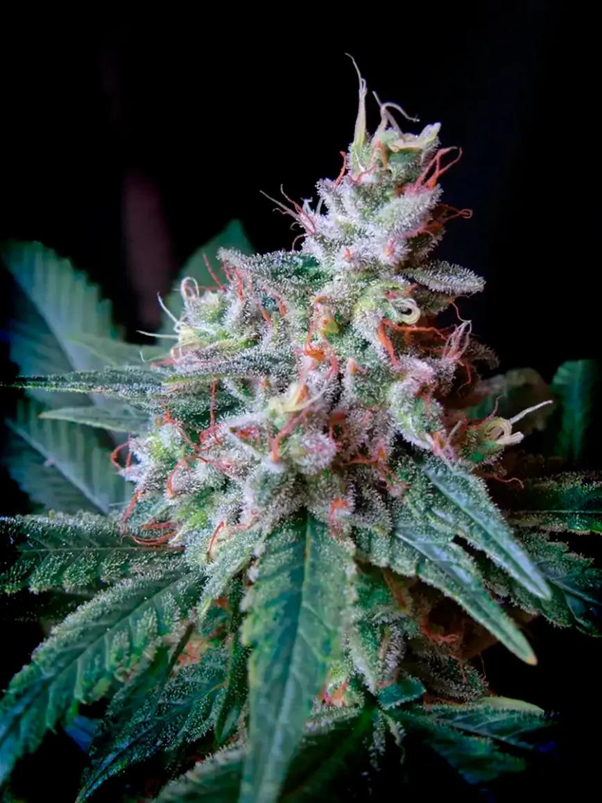 El legado de la Cream Caramel®: Por qué sigue siendo la reina invicta tras dos décadas