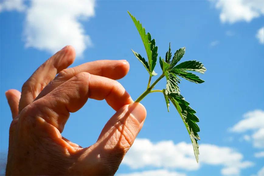Estudian el potencial anticancerígeno del cannabis