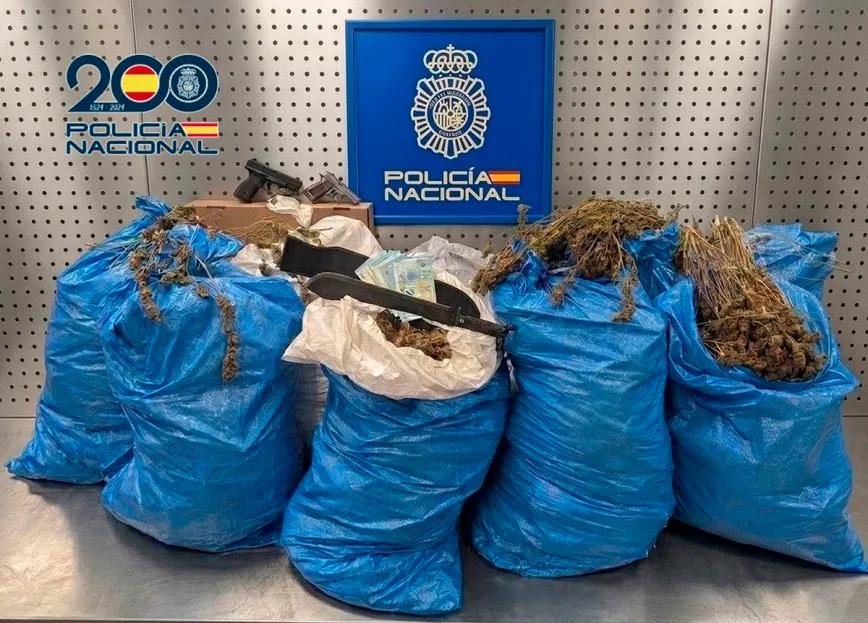 Desmantelan una plantación indoor con 100 kilos de marihuana