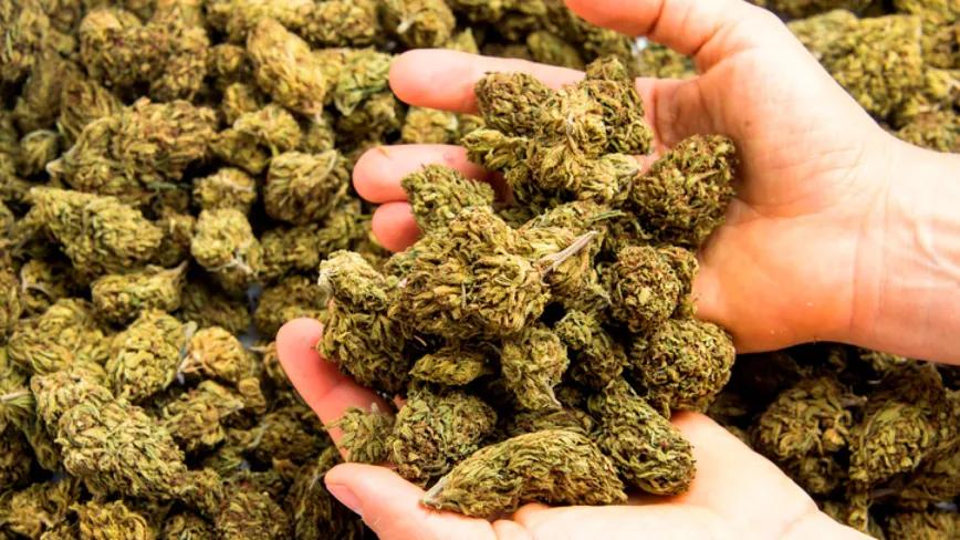 Los mercados de cannabis sienten el peso de la sobreoferta