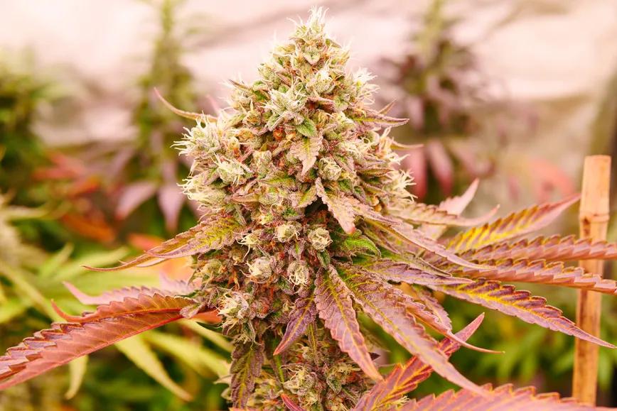Burger Kush Early Version, de World of Seeds 