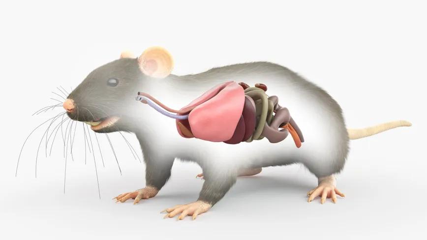 El cannabidiol redujo daño pulmonar en ratas