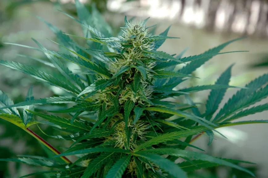 Si queremos buenos cogollos, hay que querer a nuestras plantas durante el verano. 