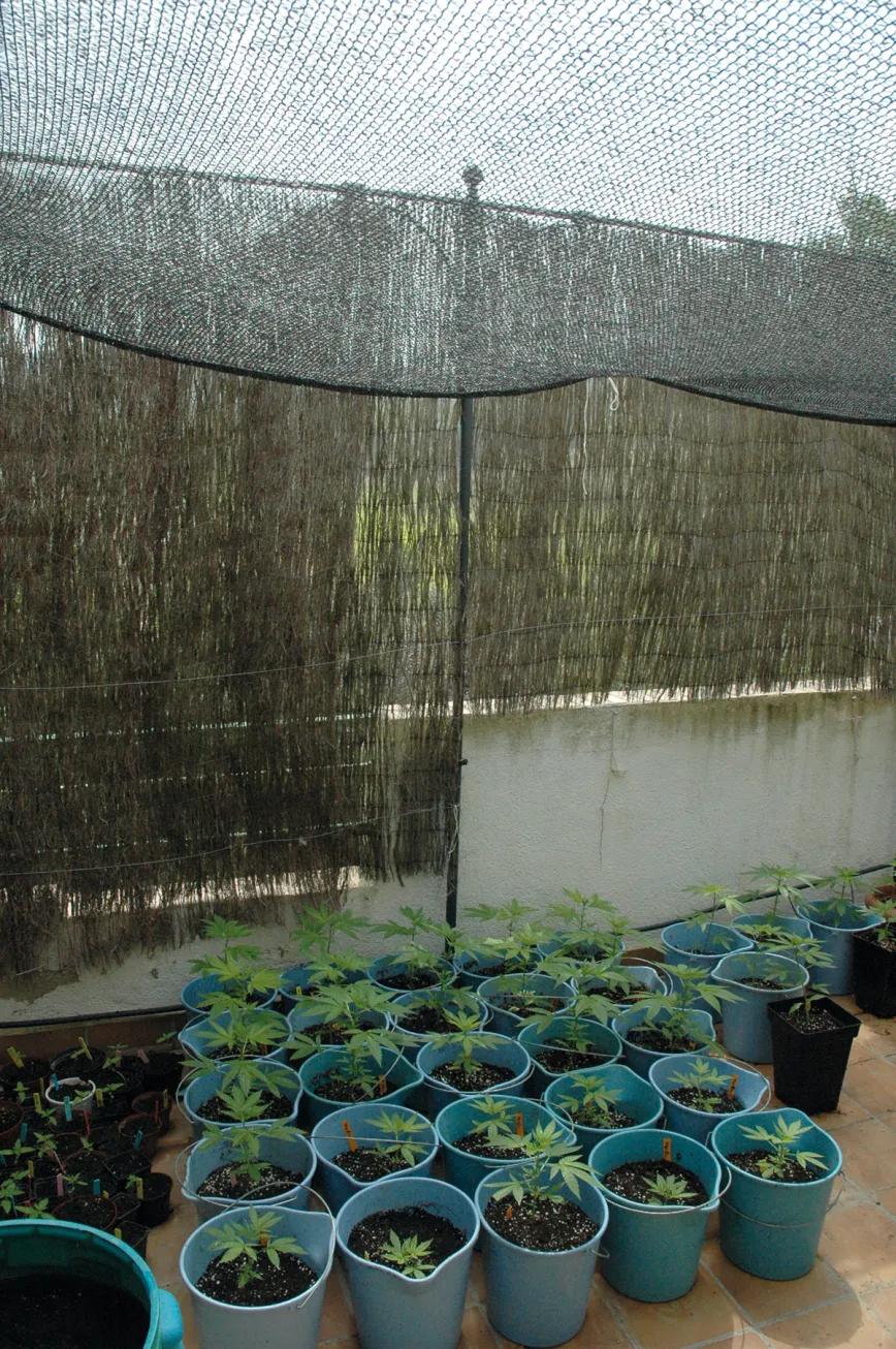 Una malla de sombra colocada sobre las plantas reduce la intensidad del sol y mantiene una temperatura más agradable. 