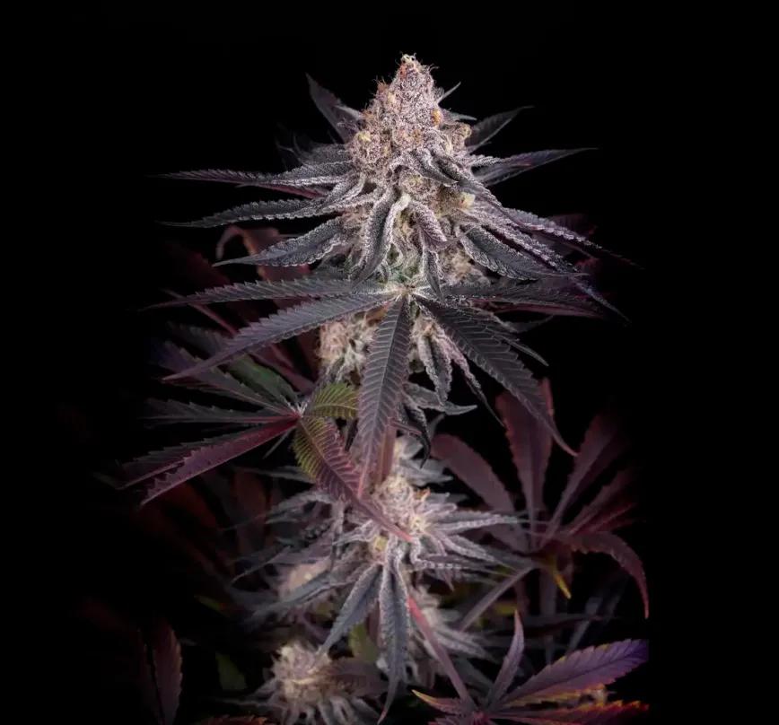 Genética, terpenos y cannabinoides: análisis técnico de variedades modernas