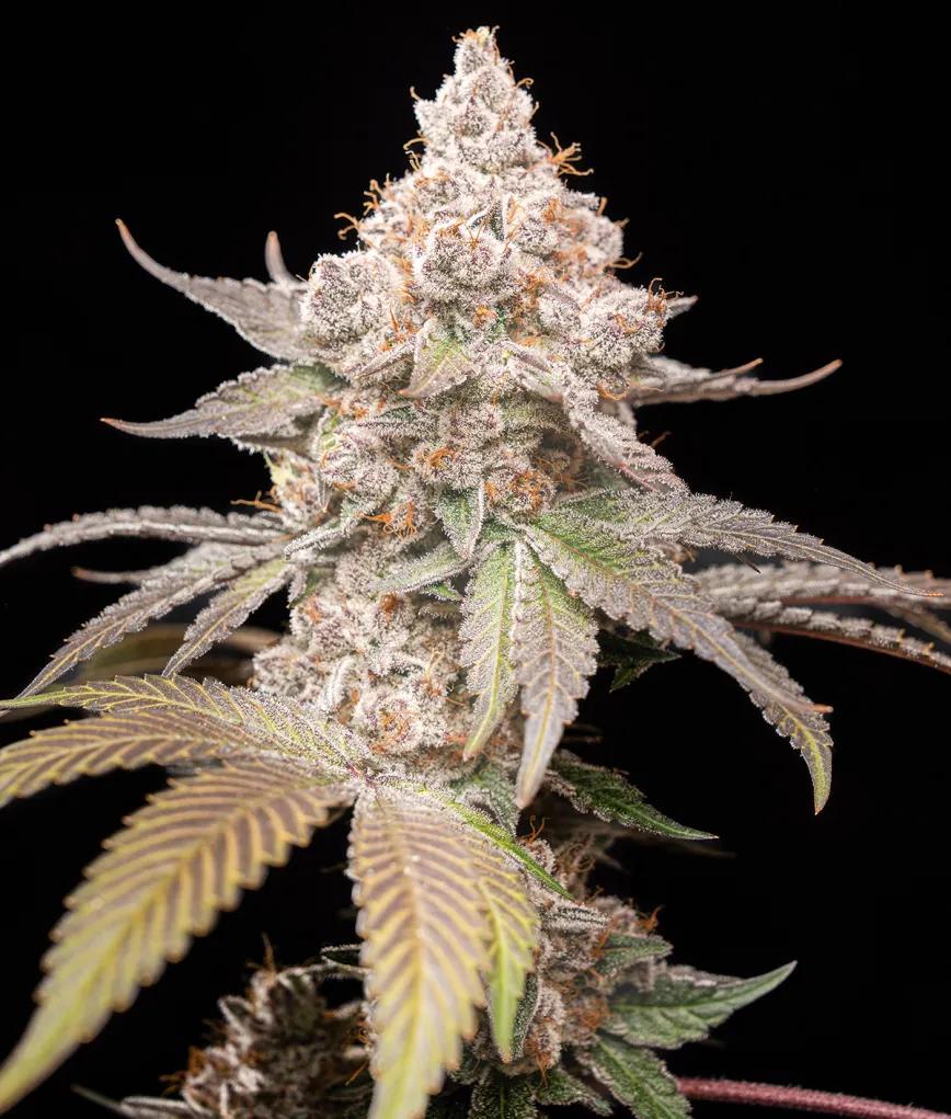 Pilot, de World Breeders