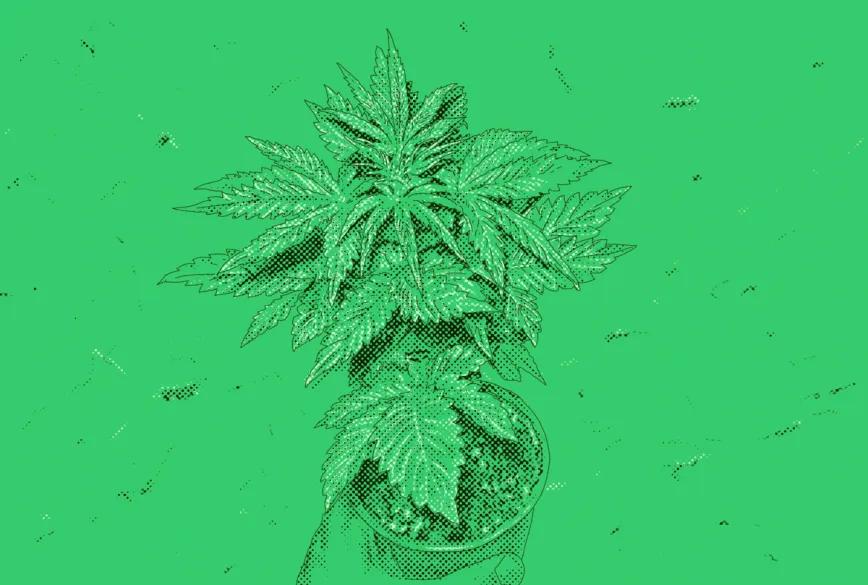 El cultivo en un entorno legalizado