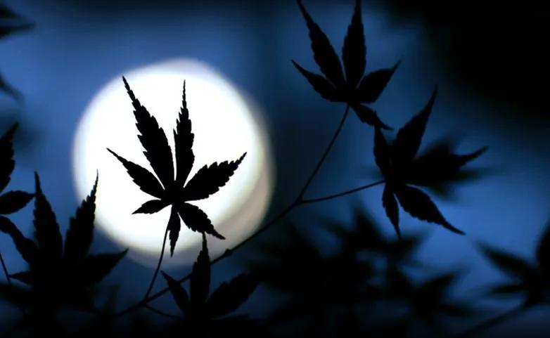 la luna en el cultivo