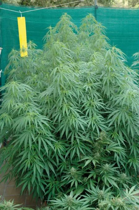 Bichos bajo control: cómo evitar y combatir las plagas en un cultivo de cannabis de exterior 
