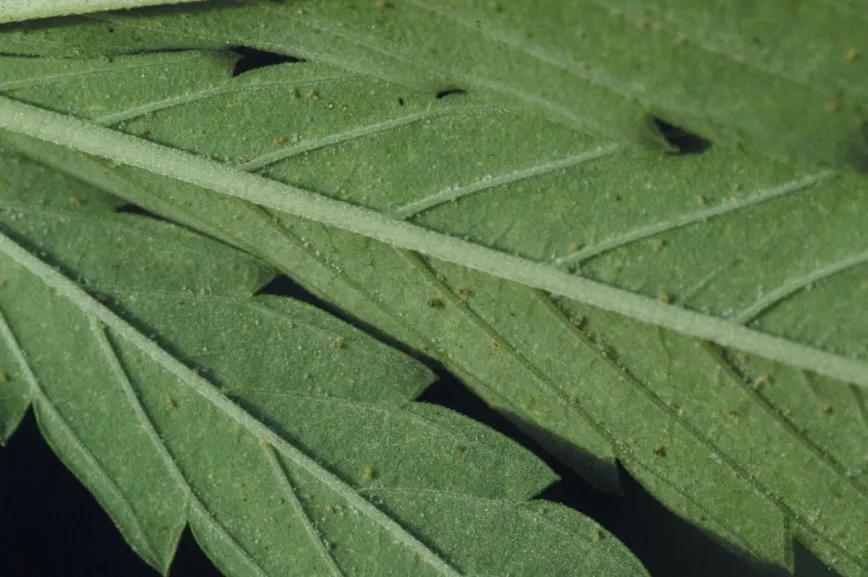 Bichos bajo control: cómo evitar y combatir las plagas en un cultivo de cannabis de exterior 