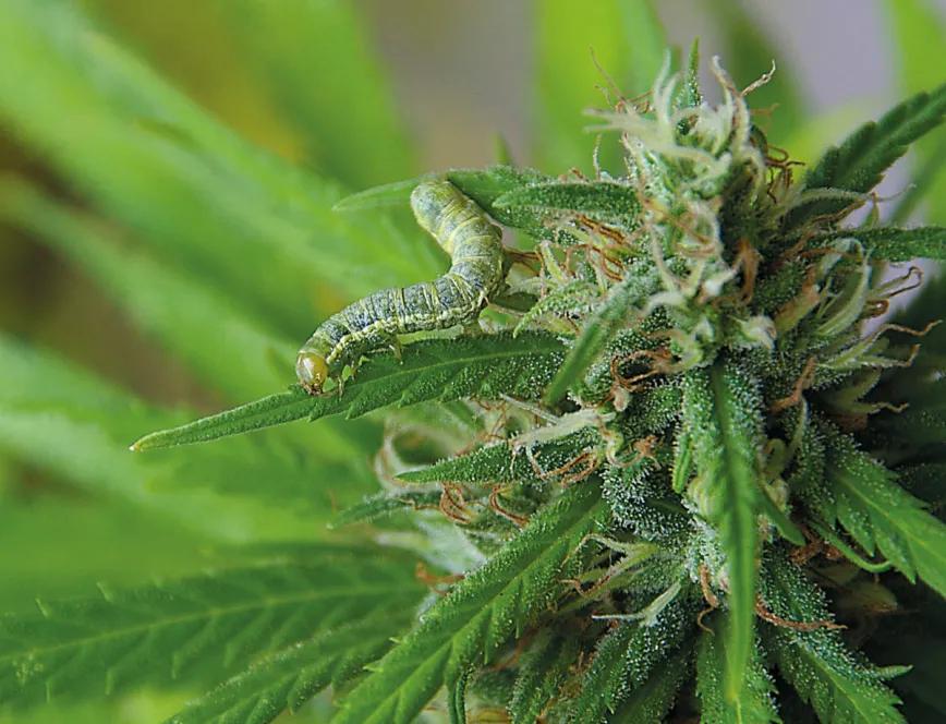 Bichos bajo control: cómo evitar y combatir las plagas en un cultivo de cannabis de exterior 