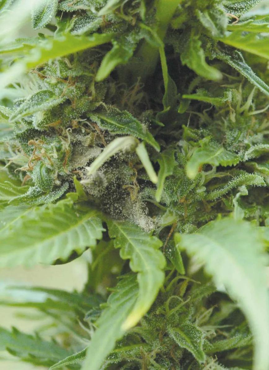 Bichos bajo control: cómo evitar y combatir las plagas en un cultivo de cannabis de exterior 