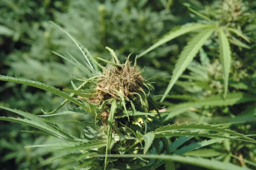 Bichos bajo control: cómo evitar y combatir las plagas en un cultivo de cannabis de exterior 