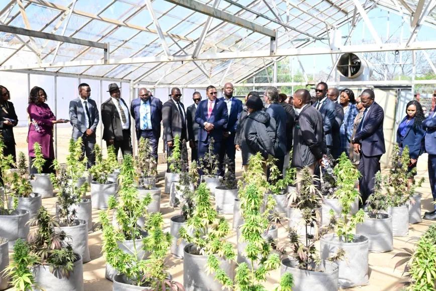 Botsuana prepara el terreno para cultivar cáñamo industrial