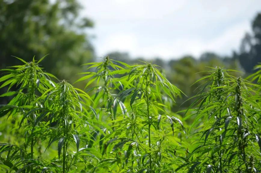 Irlanda busca destrabar el cáñamo industrial tras cultivar solo 11 hectáreas