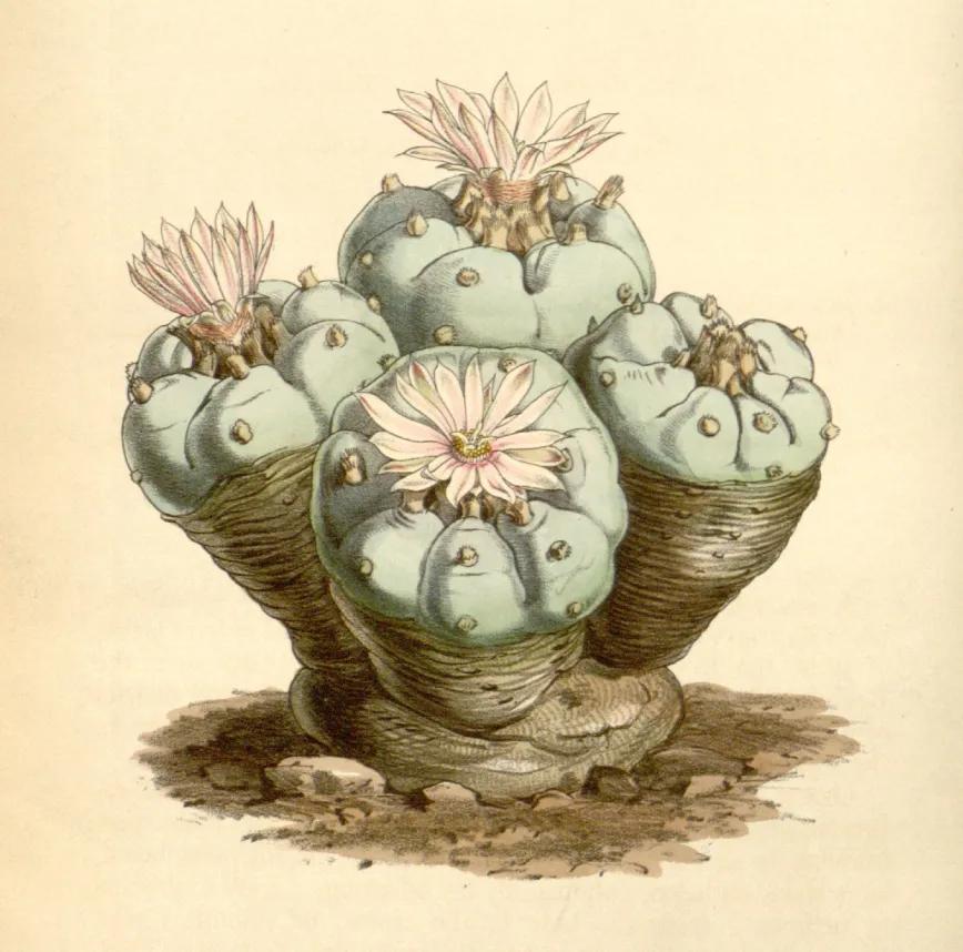 Peyote, el cactus que tuvo que esconderse tras los santos