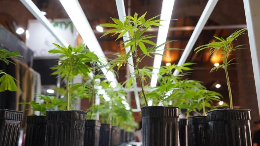 Mendoza establece cómo evaluará proyectos de cannabis y cáñamo