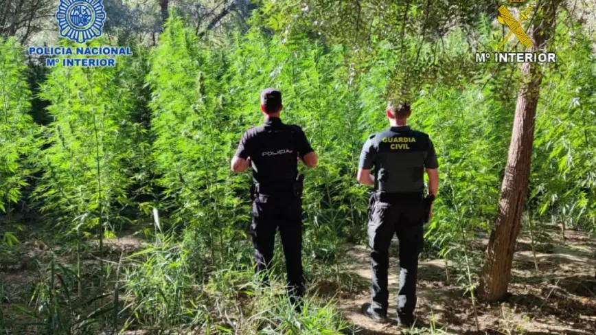 Tres intervenciones dejan 439 plantas de cannabis incautadas en España