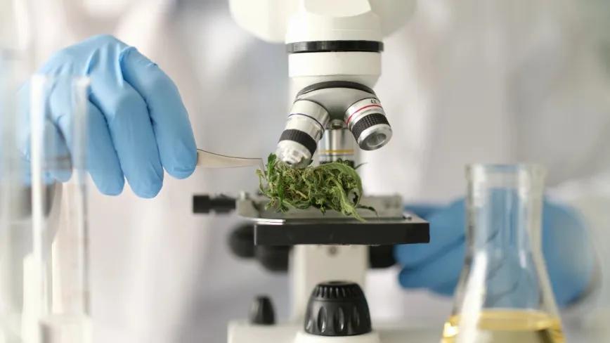 Massachusetts revisará cómo se analiza el cannabis regulado