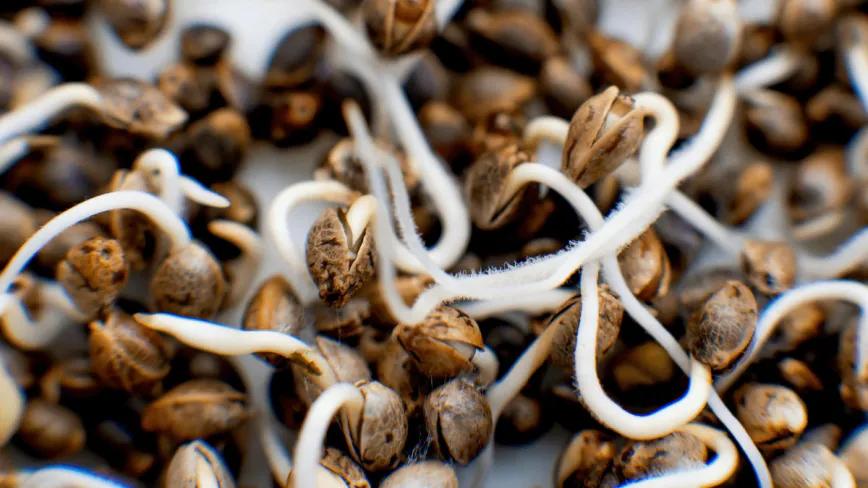 Pelar o germinar cambia el perfil nutricional del cáñamo