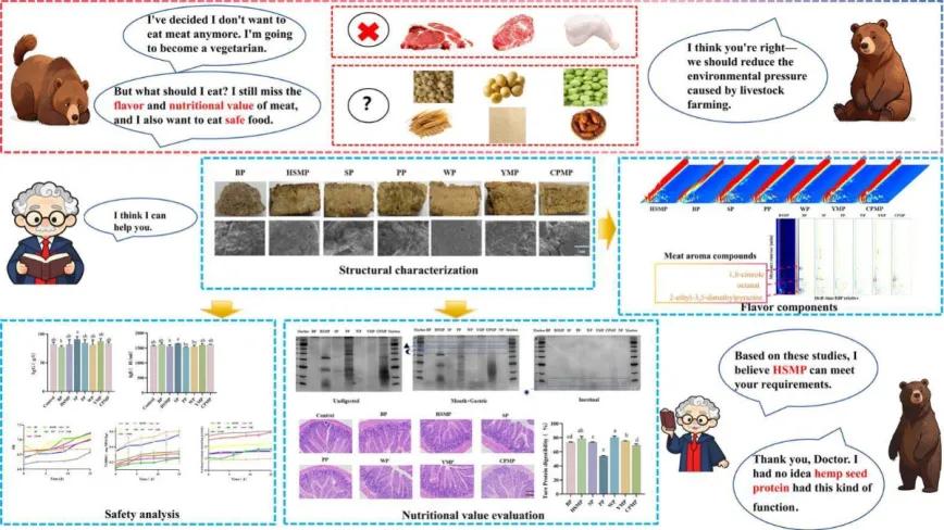 Proteína de semilla de cáñamo un prometedor sustituto de la proteína de la carne con alto valor nutricional, alta seguridad y características de aroma similares a las de la carne.