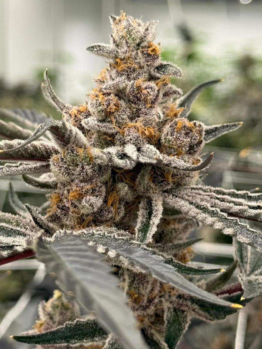 Perla Negra - Exclusive Seeds Bank