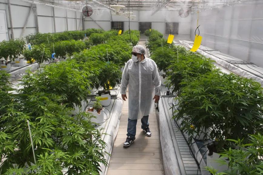 Cultivo Canarias