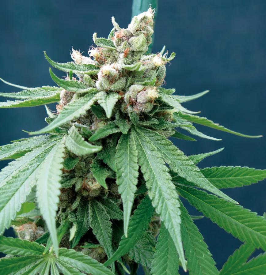 Conservación del cannabis: estrategias eficaces para mantener la calidad de los cogollos 