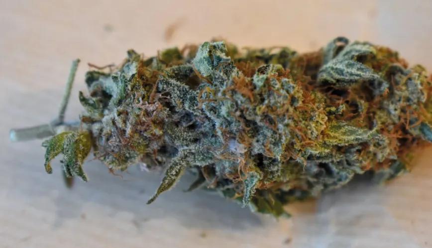Conservación del cannabis: estrategias eficaces para mantener la calidad de los cogollos 