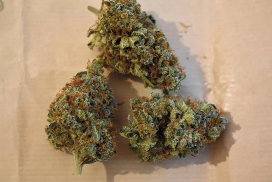 Conservación del cannabis: estrategias eficaces para mantener la calidad de los cogollos 