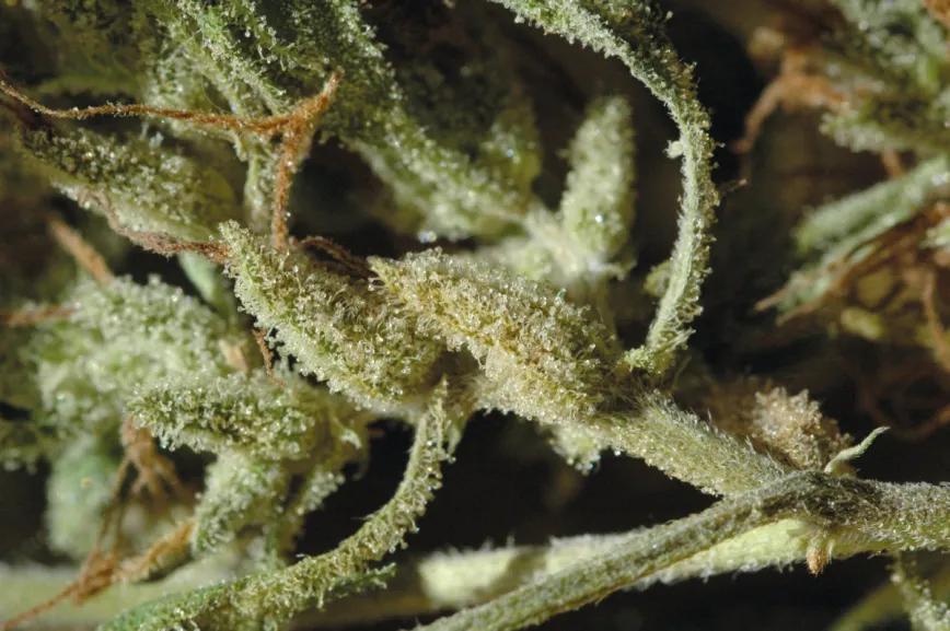Conservación del cannabis: estrategias eficaces para mantener la calidad de los cogollos 