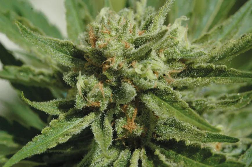 Conservación del cannabis: estrategias eficaces para mantener la calidad de los cogollos 