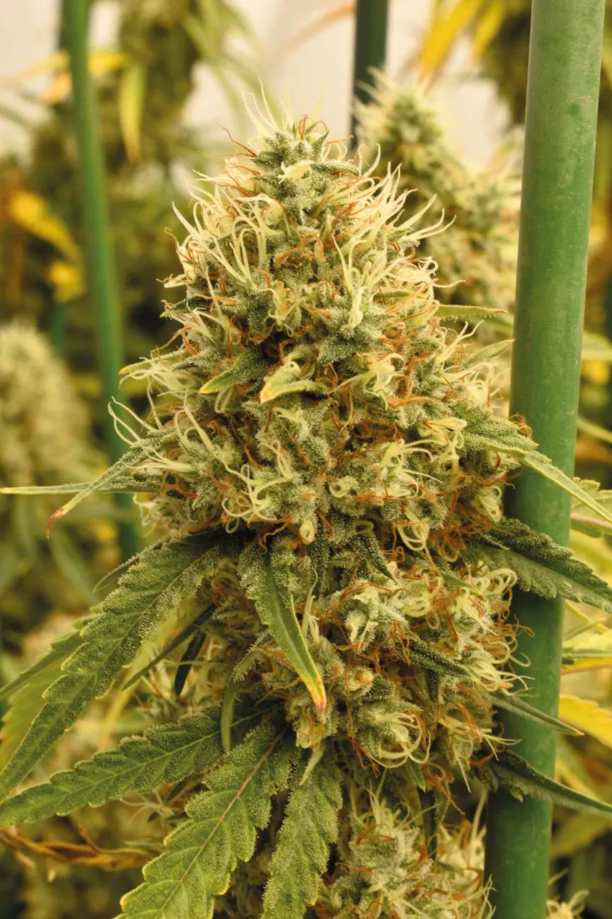 Conservación del cannabis: estrategias eficaces para mantener la calidad de los cogollos 