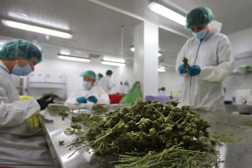 Costa Rica avanza en su industria de cannabis medicinal - Vantage Point Global